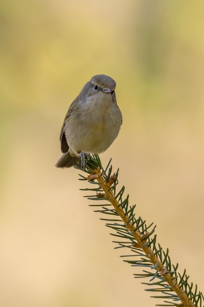 Chiffchaff commun assis sur une branche de pin