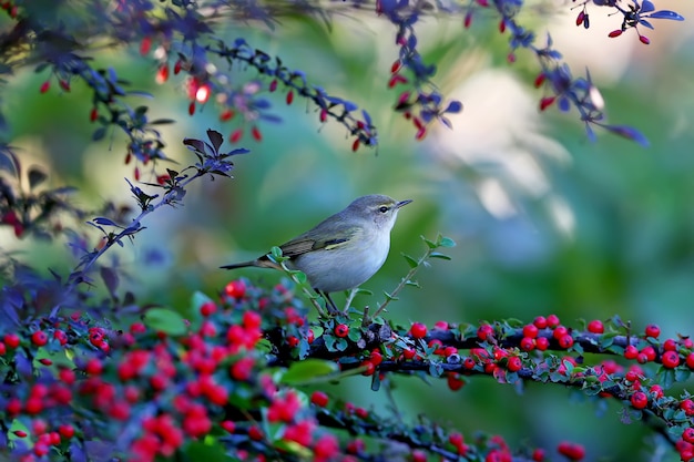 Le chiffchaff commun (Phylloscopus collybita) se trouve sur un buisson de cotonéaster avec des baies rouge vif.