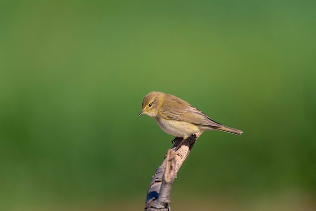 Photo chiffchaff ibérique phylloscopus ibericus malaga espagne