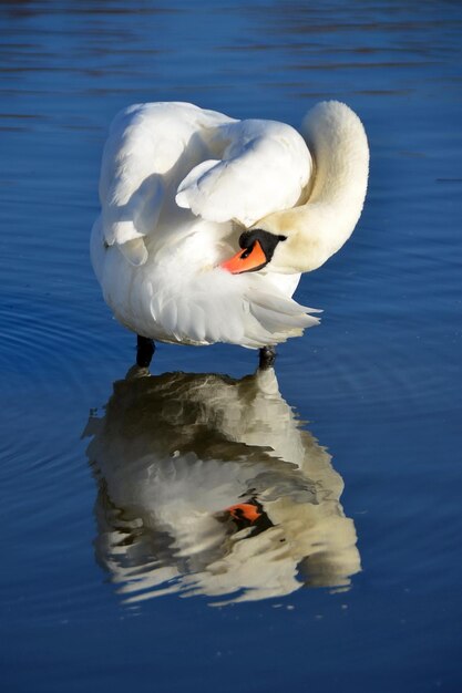 Chiffre de réflexion de cygne sur l'eau