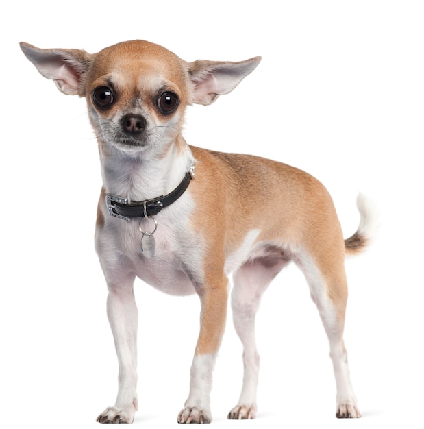 Chihuahua, 3 ans, debout