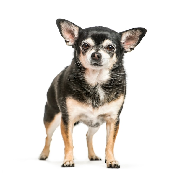 Chihuahua, 9 ans, assis en face de fond blanc