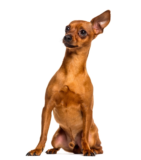 Chihuahua assis devant un mur blanc