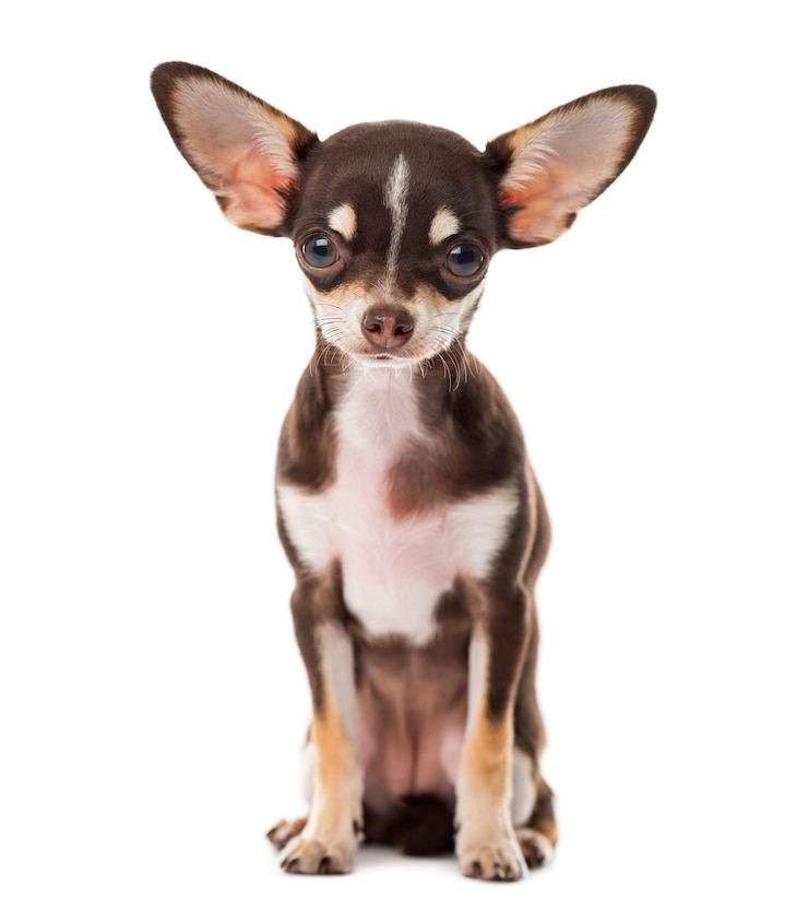 Photo chihuahua assis devant un mur blanc