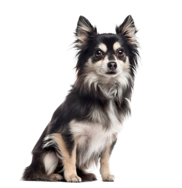 Chihuahua assis et regardant la caméra isolée sur blanc