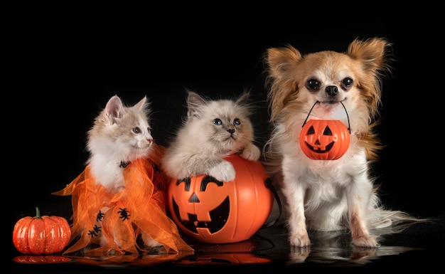 Chihuahua Bobtail des Kuriliens et chat birman