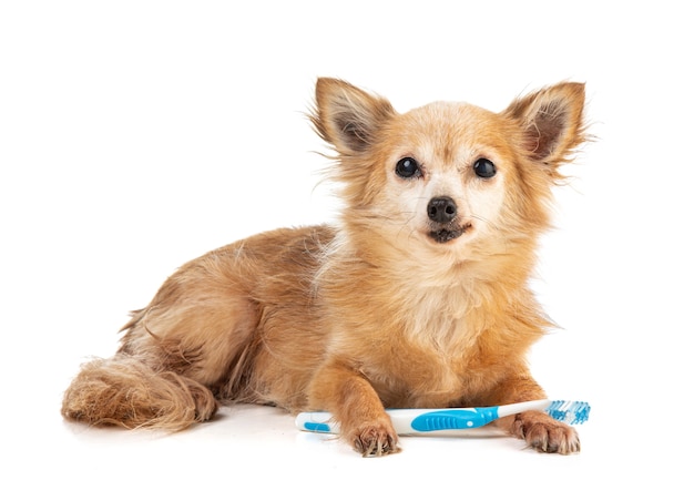 Chihuahua avec une brosse à dents bleue dans la bouche sur un blanc isolé