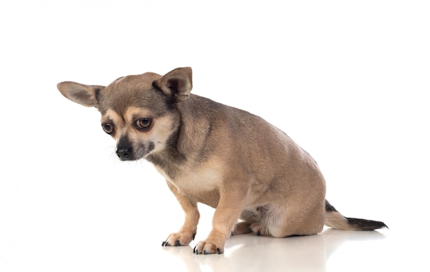 Chihuahua brun drôle avec de grandes oreilles