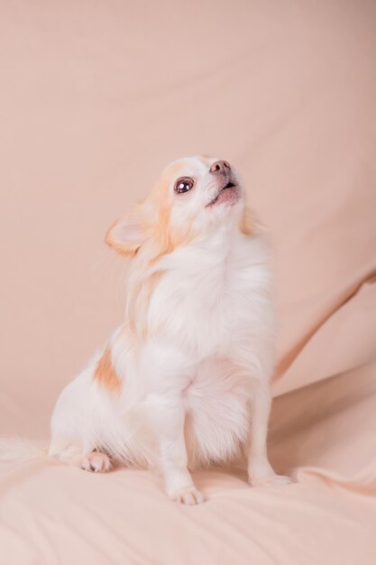 Chihuahua sur un canapé beige