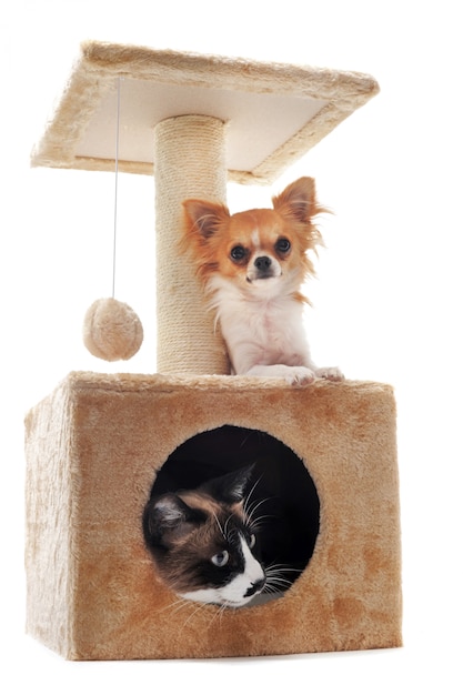 Chihuahua et chat siamois