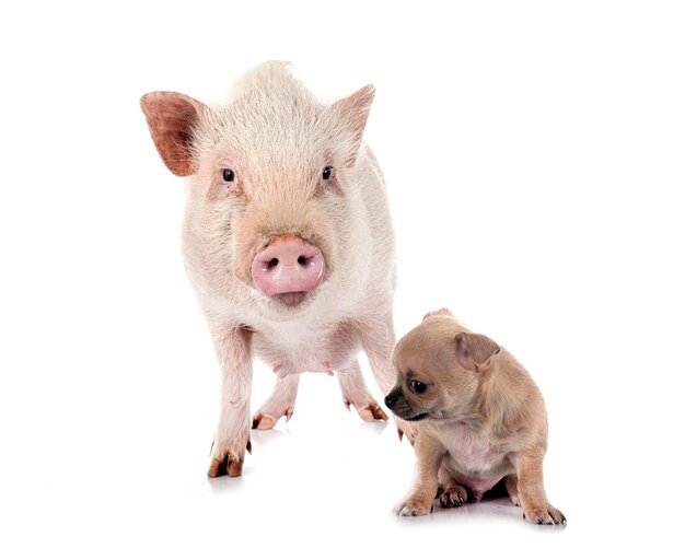 Photo chihuahua chiant et cochon dans le studio