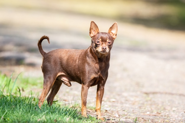 Chihuahua chien sur l&#39;herbe