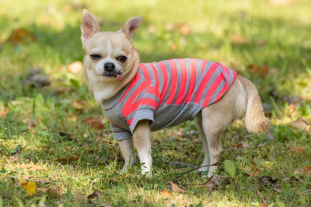 Chihuahua chien sur l'herbe