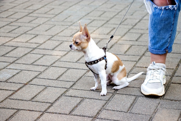 Chihuahua. Chien en promenade. Toutou mignon. Ami de confiance.