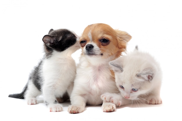 Chihuahua Chiot Et Chaton