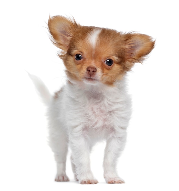 Chihuahua chiot debout isolé sur blanc