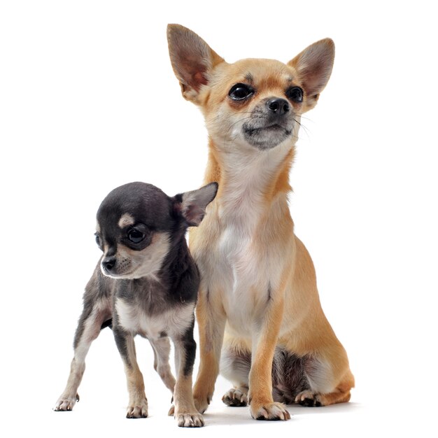 Chihuahua chiot et femelle