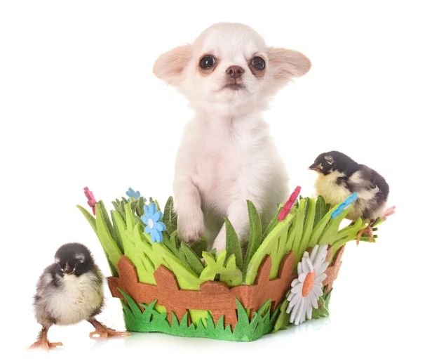 chihuahua chiot et poussins