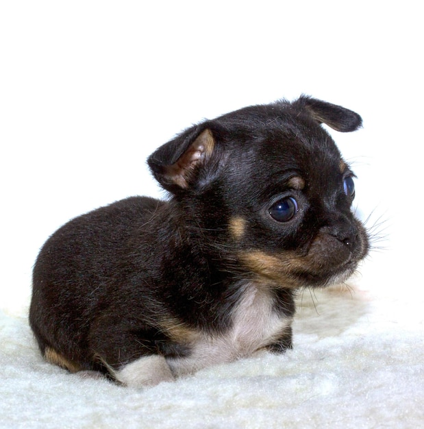 chihuahua chiot