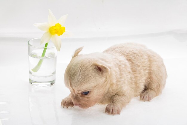 chihuahua chiot