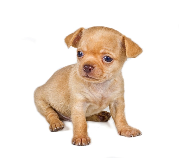 chihuahua chiot