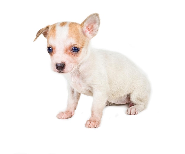 chihuahua chiot