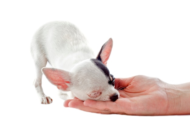 Chihuahua chiot