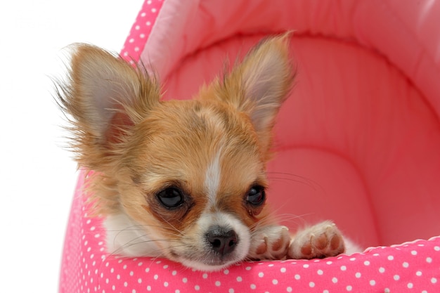 Chihuahua chiot