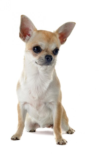 Chihuahua chiot