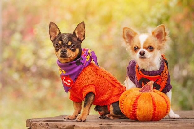 Chihuahua et citrouille. Deux chiens dans la nature en automne en pulls et bandanas pour Halloween.