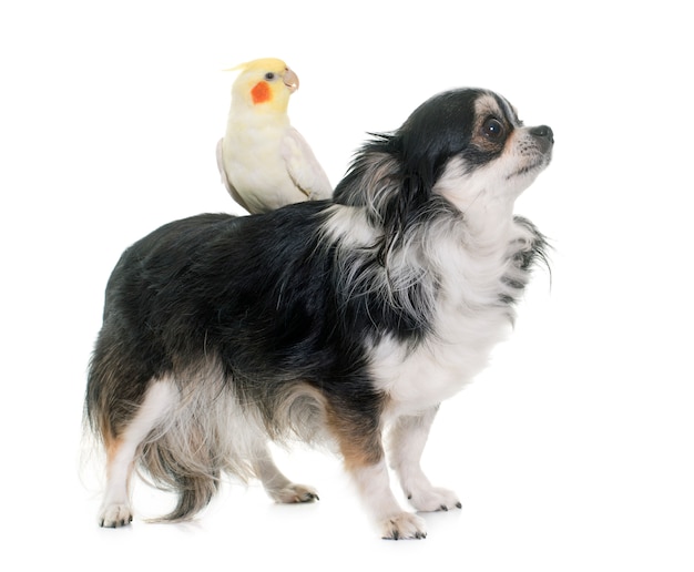 Chihuahua Et Cockatiel