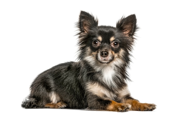 Chihuahua couché, isolé sur blanc