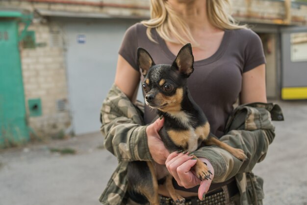 Chihuahua dans les bras d'une femme