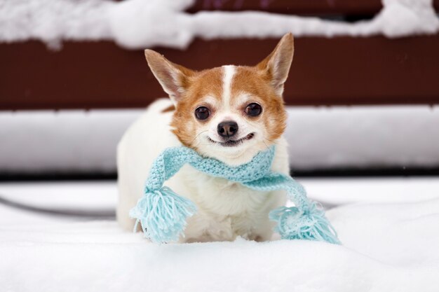 Chihuahua dans une écharpe bleue est assis sur un banc en hiver. photo de haute qualité