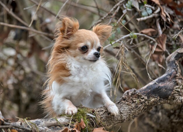 Chihuahua dans la nature