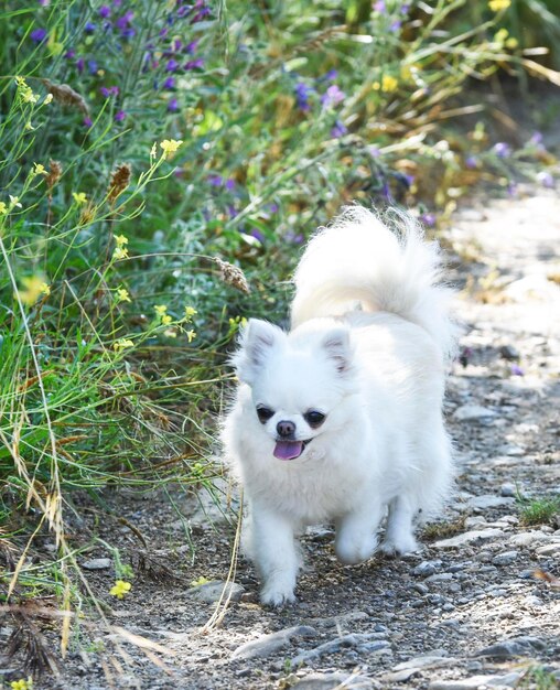 Chihuahua dans la nature