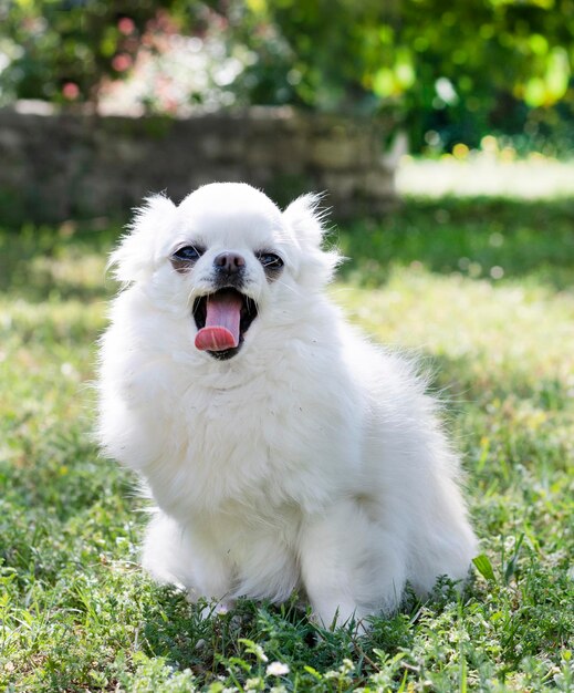 Chihuahua dans la nature