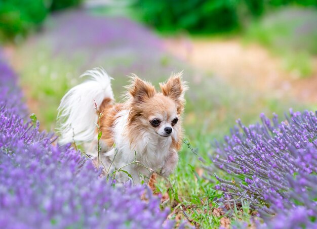 Chihuahua dans la nature