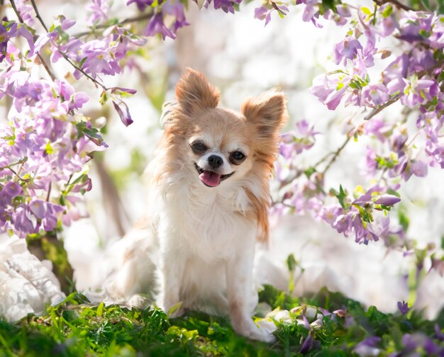 Chihuahua dans la nature