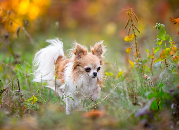 Chihuahua dans la nature