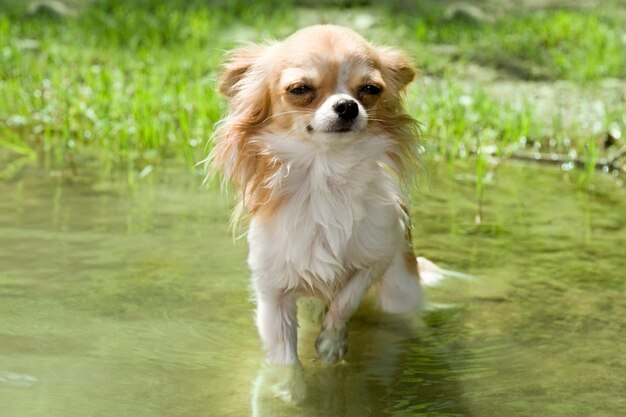 Chihuahua dans la rivière