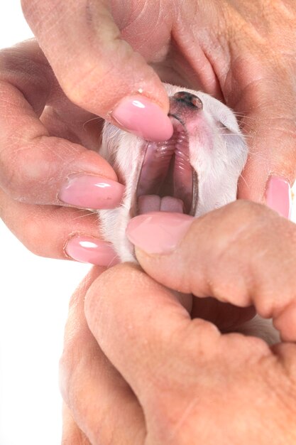 Photo chihuahua dans le studio