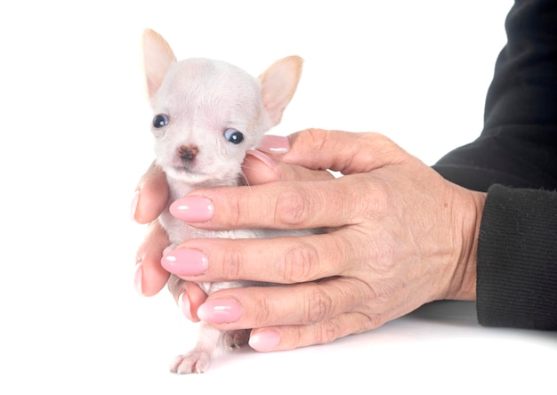 Photo chihuahua dans le studio