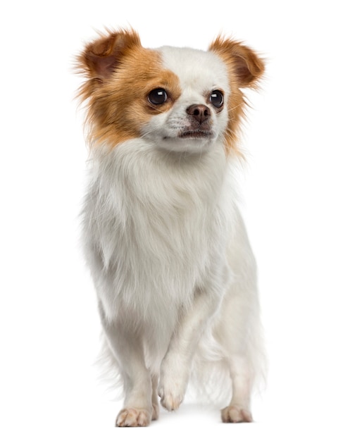 Chihuahua debout isolé sur blanc