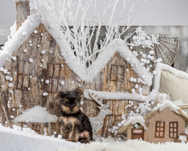 Chihuahua devant un décor de Noël