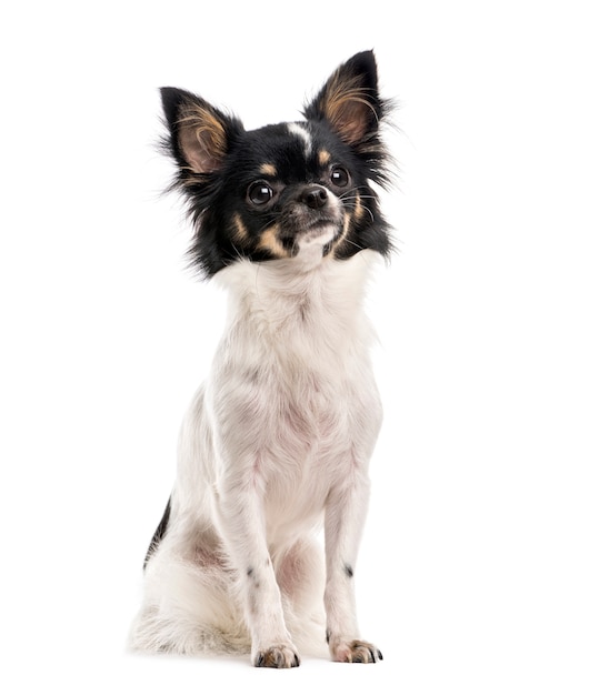 Chihuahua devant un mur blanc