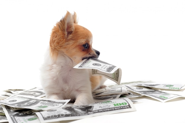 Chihuahua et dollars