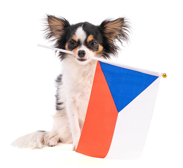 Chihuahua avec un drapeau de la République tchèque sur l'espace blanc