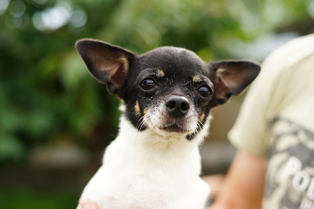 Chihuahua drôle, dans les bras d'un homme regarde la caméra