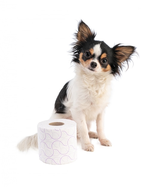 Chihuahua avec du papier toilette